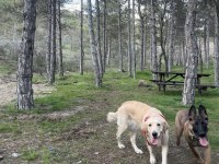 4,5 aylık erkek malinois