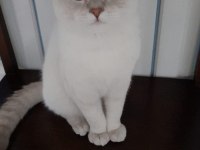 Scottish fold 8 aylık kedimiz