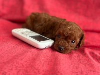 Safkan kore teacup poodle yavrular
