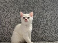 British shorthair yavrularımıza yeni yuva arıyoruz