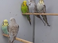 Show jumbo muhabbet kuşları