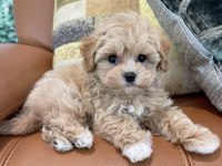 Çizmeli Bebek Maltipoo
