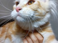 Üst kaliteli maine coon erkek polydactyl silver red