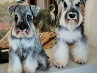 FCI Şecereli Miniature Schnauzer Köpekler