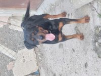 Dişi rottweiler