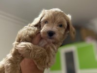 2 aylık dişi Maltipoo köpeğimi sahiplendiriyorum