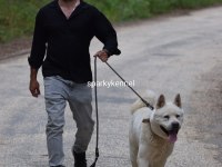 AMERİKAN AKİTA YAVRULARI