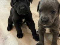 Sahiplendirme cane corso 1,5 aylık
