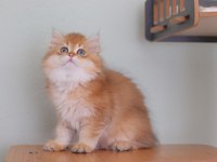 British longhair safkan erkek