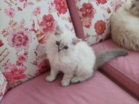 British longhair 2 aylık