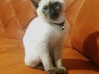 ORJİNAL SAFKAN ŞECERELİ SİYAM KEDİSİ YAVRULARI