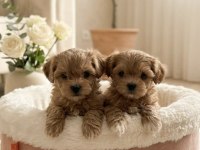 Birinci sınıf Maltipoo bebekler