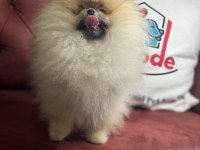 Orijinal renk orange pomeranian boo yavrumuz