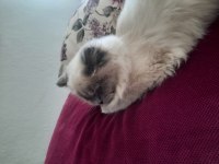 Kendi gibi ismide prenses scottish fold