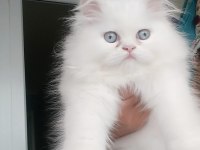 Son kalan chinchilla kedisi bebişlerim