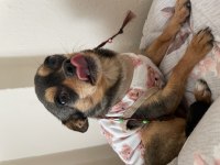 Köpeğimiz kuki acil yuva