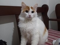 Kısırlaştırılmış dişi kedimiz