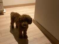 Toy Poodle Oğlumuz