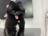 Kalite severler için Pomeranian Boo DİŞİ