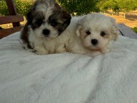 Açık Renk ve Trecolor Shih Tzu Bebekler Sun Kennels