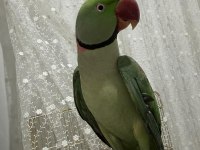Evcil Alexander Erkek