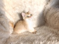 British shorthair Golden ny11 erkek
