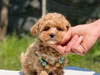 Sevimli maltipoo yavrular Red Brown