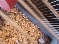 Anne ve yavru hamster
