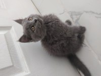Sahiplendirmek istiyorum british shorthair 2.5 aylık