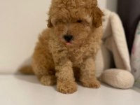 Red brown ev ortamı bebeklerimiz toy poodle