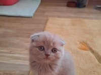 Birinci sınıf scottish fold yavrular