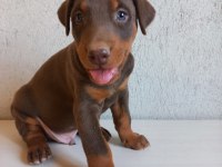 Orjinal king doberman yavrular