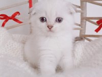 Show kalite yeni yıl scottish fold bebeğim