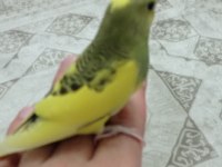 Sarı prenses muhabbet kuşu