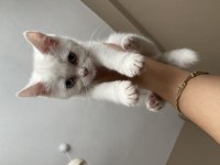 British shorthair inci tanem yeni yuvasını arıyor