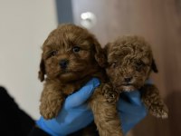 Poodle Gibi Maltipoo