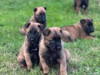 Elit Patiler Farkıyla Malinois Yavrular