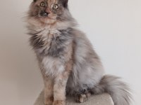 Dişi Maine Coon