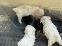 40 günlük sıfır numara terrier