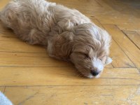 Maltipoo red 2 aylık