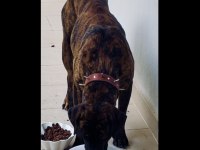 Cane corso brindle (havlamaz ve koruma eğitimli)