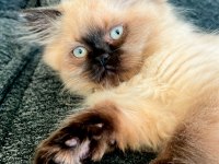 Acil mama karşılığında verilecek birman kedisi