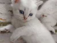 Uygun British Shorthair