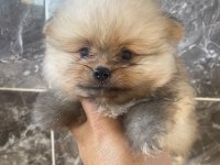 Orjinal ayı surat Pomeranian Boo yavrular