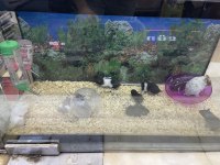 Yavru ve yetişkin hamster