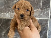 Orjinal minyatür toy poodle yavrular 