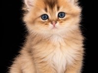 ŞECERELİ ANNE BABADAN SAF IRK KEDİMİZ