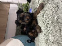 Teacup yakışıklısı yorkshire terrier Leo