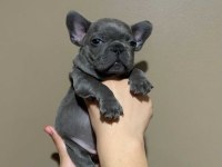 FRENCH BULLDOG YAVRULARI