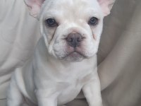 FLUFFY, ISABELLA TAŞIYICI EXOTIC FRENCH BULLDOG KIZLARIMIZ